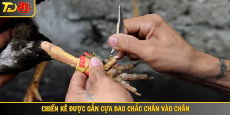 Chiến kê được gắn cựa dao chắc chắn vào chân