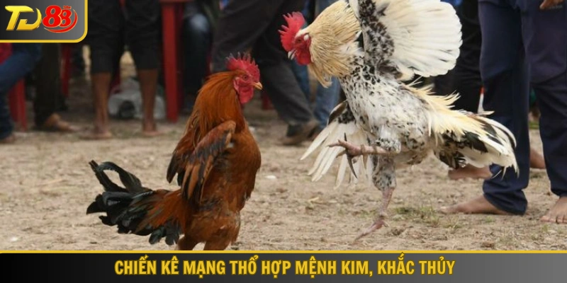 Chiến kê mạng Thổ hợp mệnh Kim, khắc Thủy