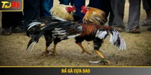 Đá gà cựa dao