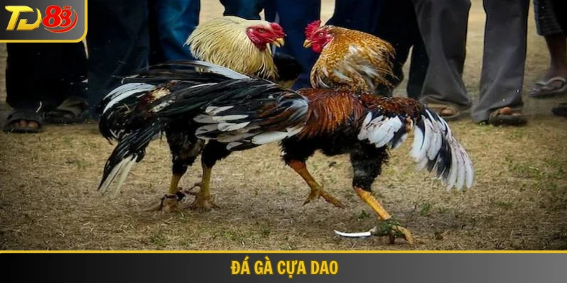Đá gà cựa dao