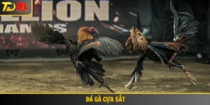 Đá gà cựa sắt