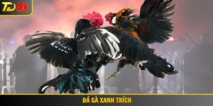Đá gà xanh trích