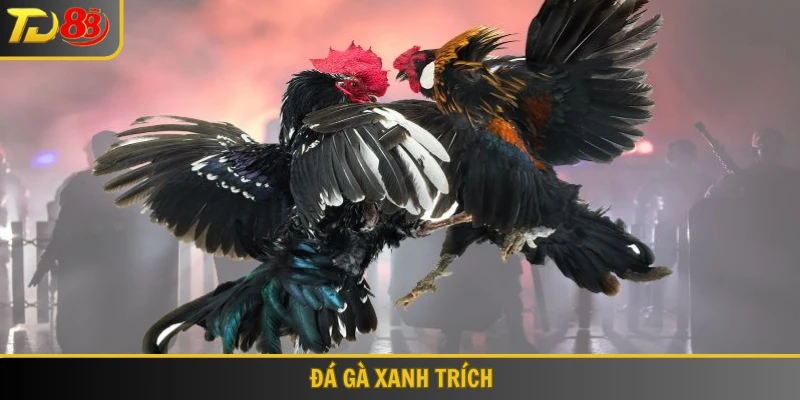 Đá gà xanh trích