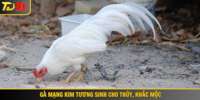 Gà mạng Kim tương sinh cho Thủy, khắc Mộc