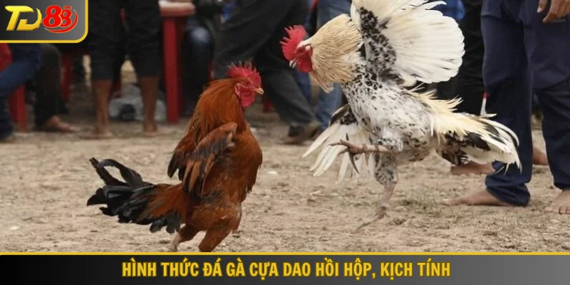 Hình thức đá gà cựa dao hồi hộp, kịch tính