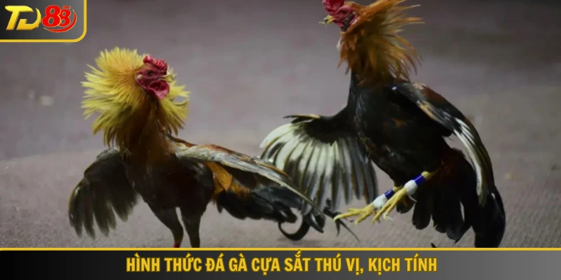 Hình thức đá gà cựa sắt thú vị, kịch tính
