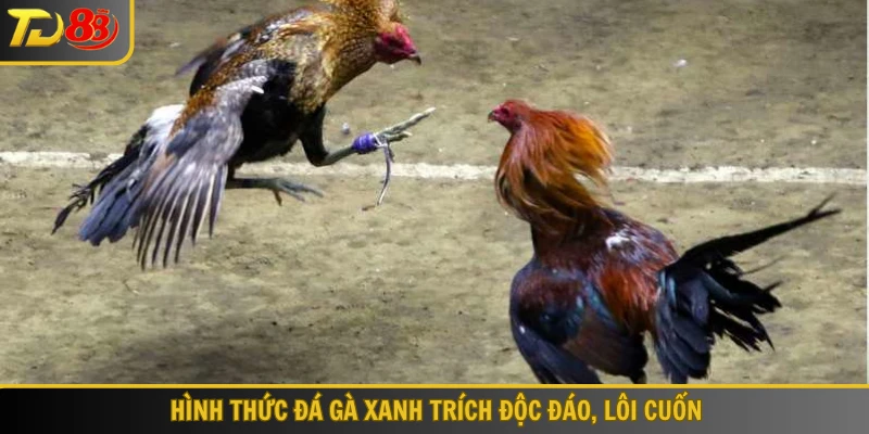 Hình thức đá gà xanh trích độc đáo, lôi cuốn