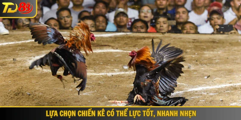 Lựa chọn chiến kê có thể lực tốt, nhanh nhẹn