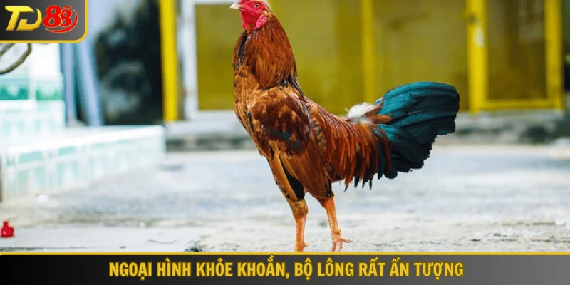 Ngoại hình khỏe khoắn, bộ lông rất ấn tượng