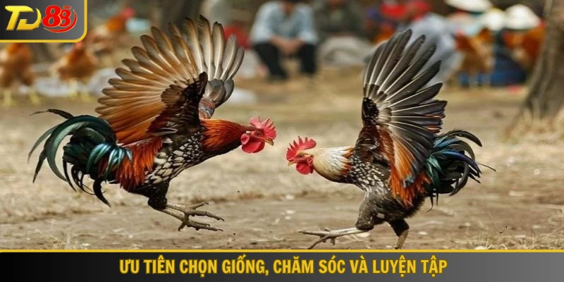 Ưu tiên chọn giống, chăm sóc và luyện tập