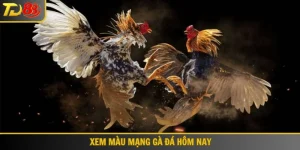 Xem màu mạng gà đá hôm nay