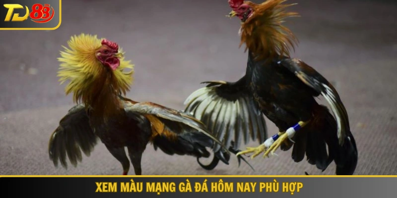 Xem màu mạng gà đá hôm nay phù hợp